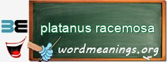 WordMeaning blackboard for platanus racemosa